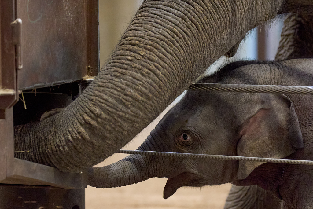 Linh Mai, a 10-week-old Asian elephant calf, copies "auntie" Swarna reaching into the hay feeder during her public debut at the National Zoo, in Washington, Wednesday, April 22, 2026. (AP Photo/Jacquelyn Martin)