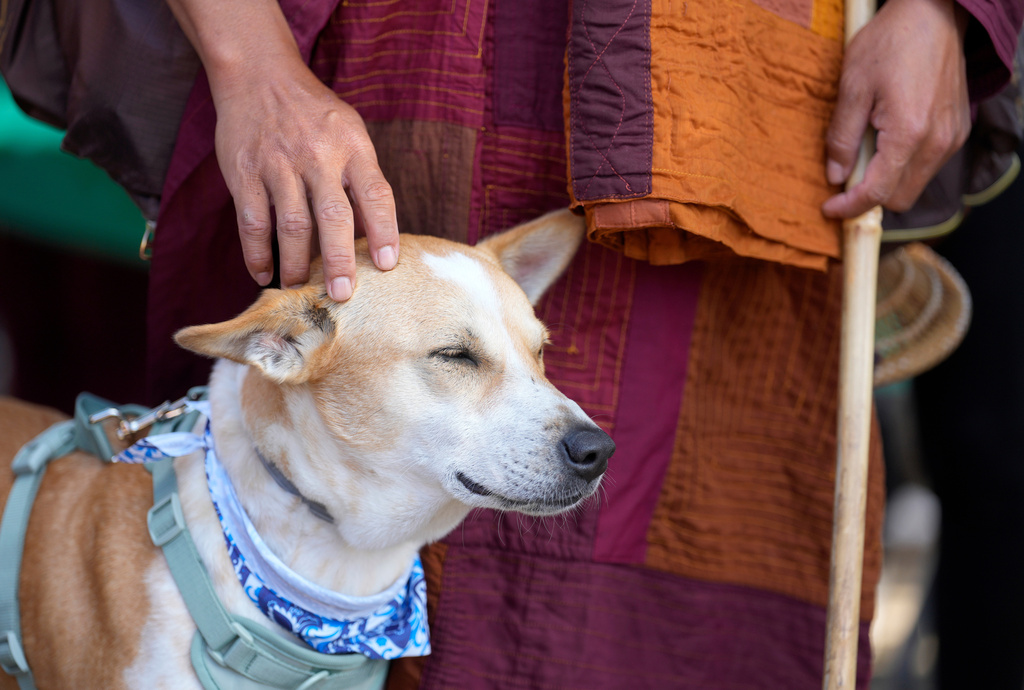 FILE - Buddhist monk Panna Kara pets Aloka as he and other monks from the Huong Dao Vipassana Bhavana Center in Fort Worth, who are undertaking a 2,300 mile pilgrimage of "Walk for Peace," attend a welcome ceremony at Hong Kong City Mall in Houston, Nov. 14, 2025. (Melissa Phillip/Houston Chronicle via AP File)