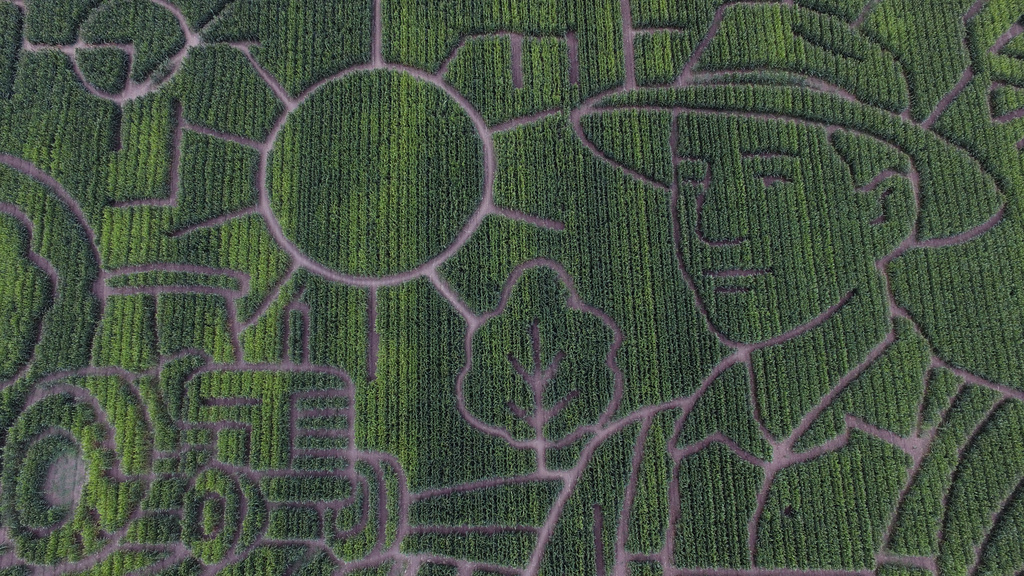 The corn maze at Cool Patch Pumpkins is photographed Monday, Sept. 29, 2025, in Dixon, Calif. (AP Photo/Godofredo A. Vásquez)