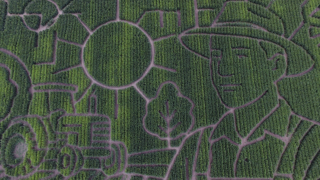 The corn maze at Cool Patch Pumpkins is photographed Monday, Sept. 29, 2025, in Dixon, Calif. (AP Photo/Godofredo A. Vásquez)