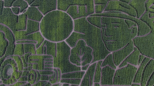 The corn maze at Cool Patch Pumpkins is photographed Monday, Sept. 29, 2025, in Dixon, Calif. (AP Photo/Godofredo A. Vásquez) The corn maze at Cool Patch Pumpkins is photographed Monday, Sept. 29, 2025, in Dixon, Calif. (AP Photo/Godofredo A. Vásquez)