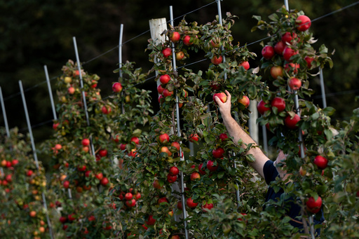 FILE - A person picks apples at an orchard in Wolfville, Nova Scotia, Monday, Oct. 9, 2023. (Darren Calabrese/The Canadian Press via AP, File) FILE - A person picks apples at an orchard in Wolfville, Nova Scotia, Monday, Oct. 9, 2023. (Darren Calabrese/The Canadian Press via AP, File)