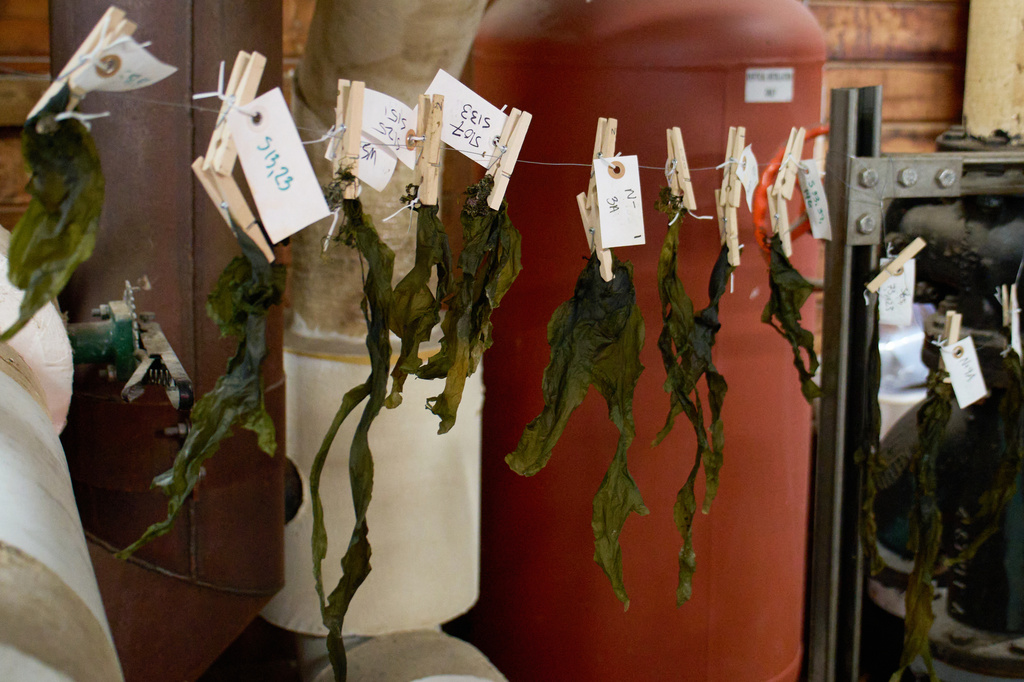 Kelp strands dry on a line in Scott Lindell's lab Friday, March 13, 2026, at the Woods Hole Oceanographic Institution in Woods Hole, Mass. (Ana Georgescu/MIT Graduate Program in Science Writing via AP)