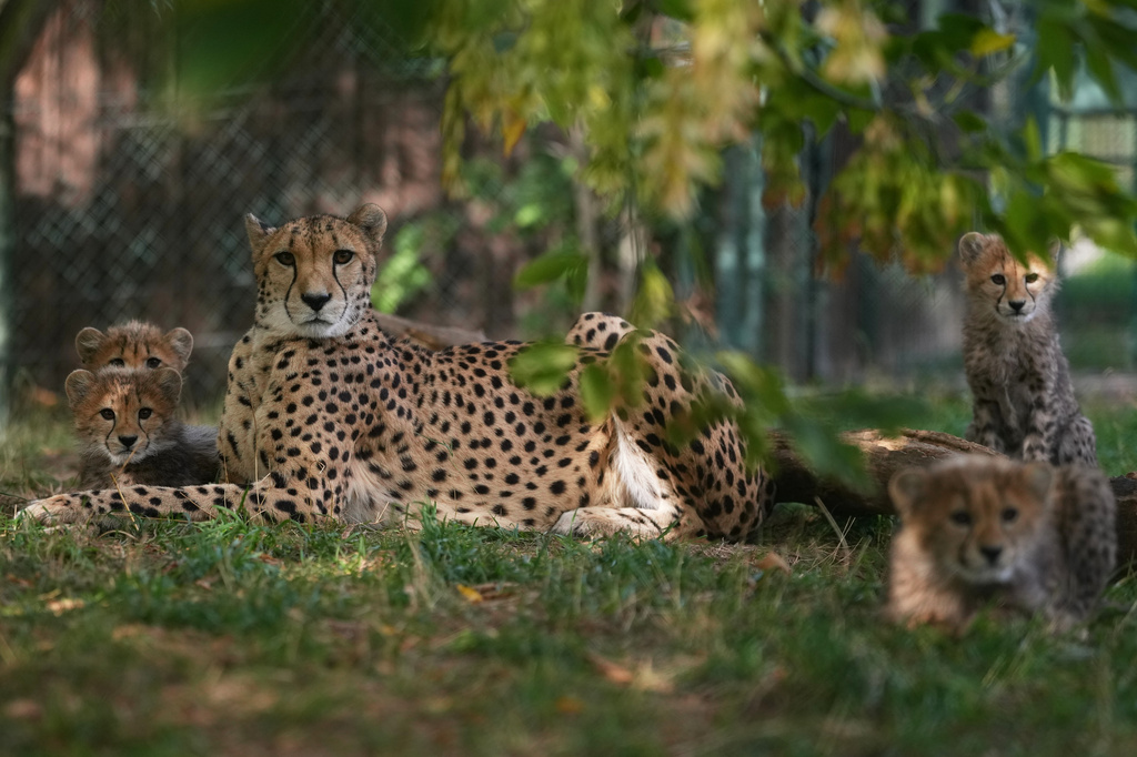 Four of the newly born cheetah quintuplets sit by their mother, Daenerys, at their enclosure at the zoo in Prague, Czech Republic, Friday, Sept. 25, 2026. (AP Photo/Petr David Josek)