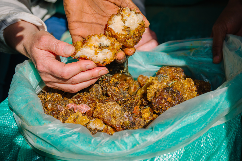 Members of a research team hold pieces of naturally exudated resin from myrrh, locally called suhul, which is extremely high quality and fragrant, Thursday, Jan. 8, 2026, in Afcadde, Ethiopia. (AP Photo/Julianne Gauron)