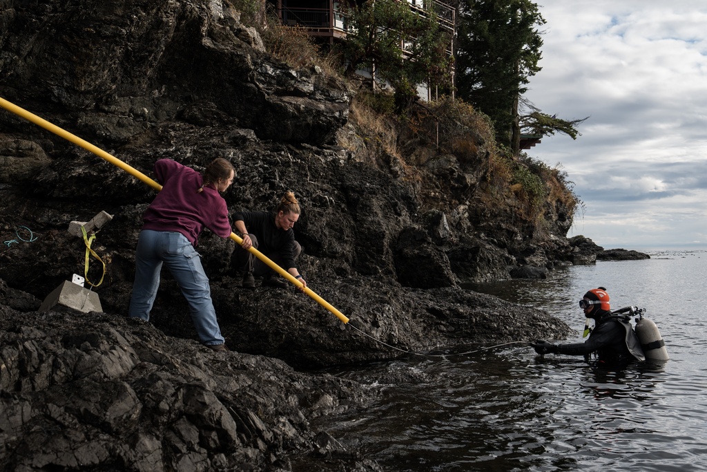 A protective conduit is strung onto the fiber-optic cable on San Juan Island, Wash., Friday, Oct. 10, 2025. (AP Photo/Annika Hammerschlag)