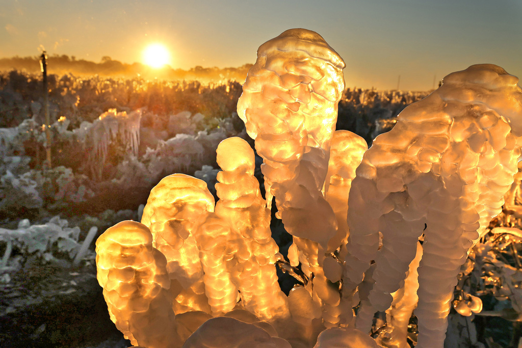 Blueberry plants are covered in ice, with the temperature at 23 F. (-5 C.), at Southern Hill Farms in Clermont, Fla., on Sunday, Feb. 1, 2026. (Stephen M. Dowell/Orlando Sentinel via AP)