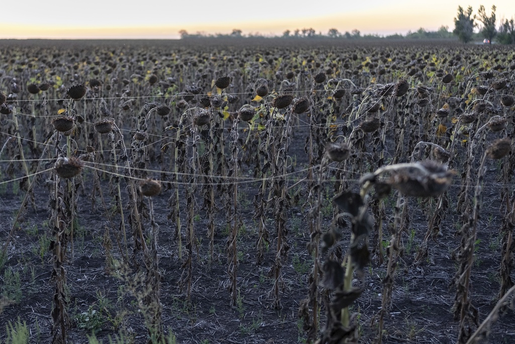Sunflowers covered with optic fiber are seen near Sloviansk, Donetsk region, Ukraine, Thursday, Sept.11, 2025. (AP Photo/Alex Babenko)