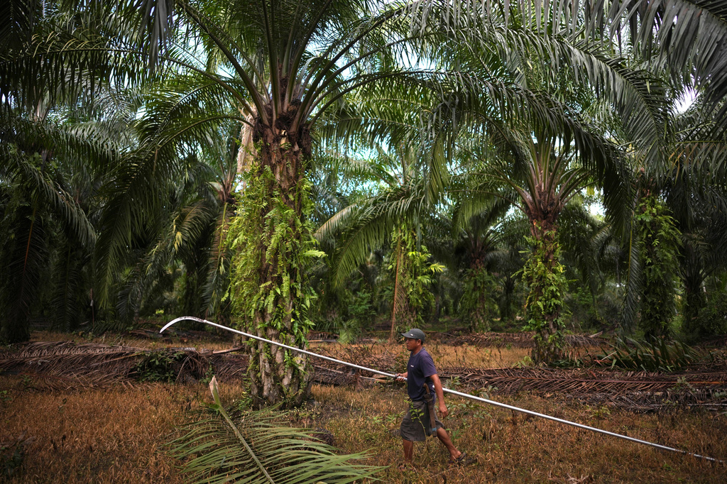 FILE - A farmer walks near palm oil trees at a plantation in Central Mamuju, Sulawesi Island, Indonesia, Feb. 25, 2025. (AP Photo/Dita Alangkara, File)