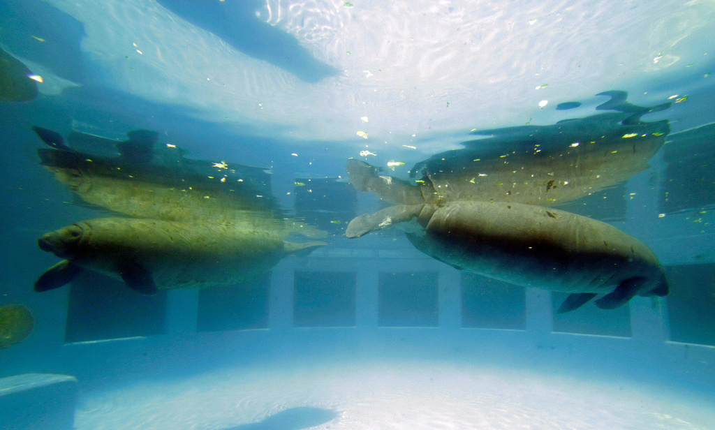 FILE - In this photo taken Aug. 6, 2014, manatees swim at the Miami Seaquarium in Key Biscayne, Fla. (AP Photo/Alan Diaz, file)