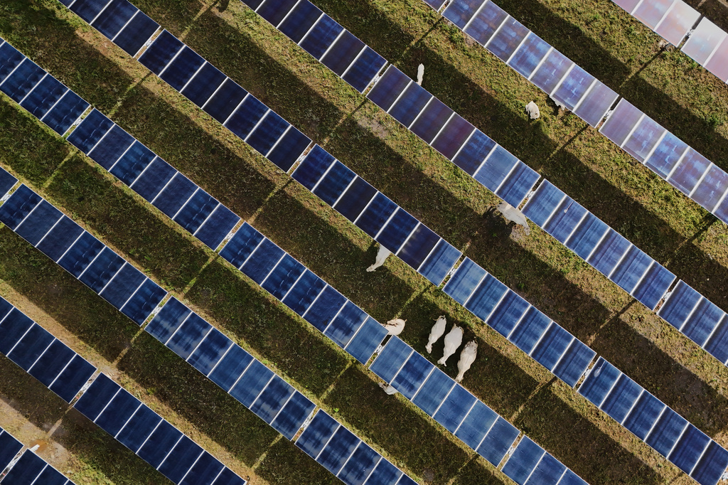 Cattle graze under solar panels Tuesday, April 28, 2026, at a farm in Christiana, Tenn. (AP Photo/Joshua A. Bickel)