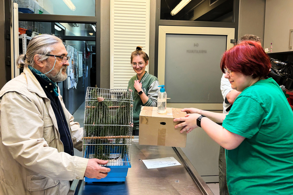 Warzaw Zoo director Andrzej Kruszewicz, left, veterinarian Ewelina Chudziak, center, and zoo employee Magdalena Zawadzka, right, discuss treatment plan for a wounded bullfinch at the birds' hospital of the Warsaw Zoo in Warsaw, Poland, Monday, March 16, 2026. (AP Photo/Claudia Ciobanu)