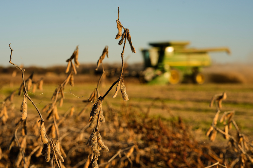 FILE - Austin Rohlfing harvests soybeans on his family's field, Nov. 5, 2025, near Boonville, Mo. (AP Photo/Charlie Riedel, File)
