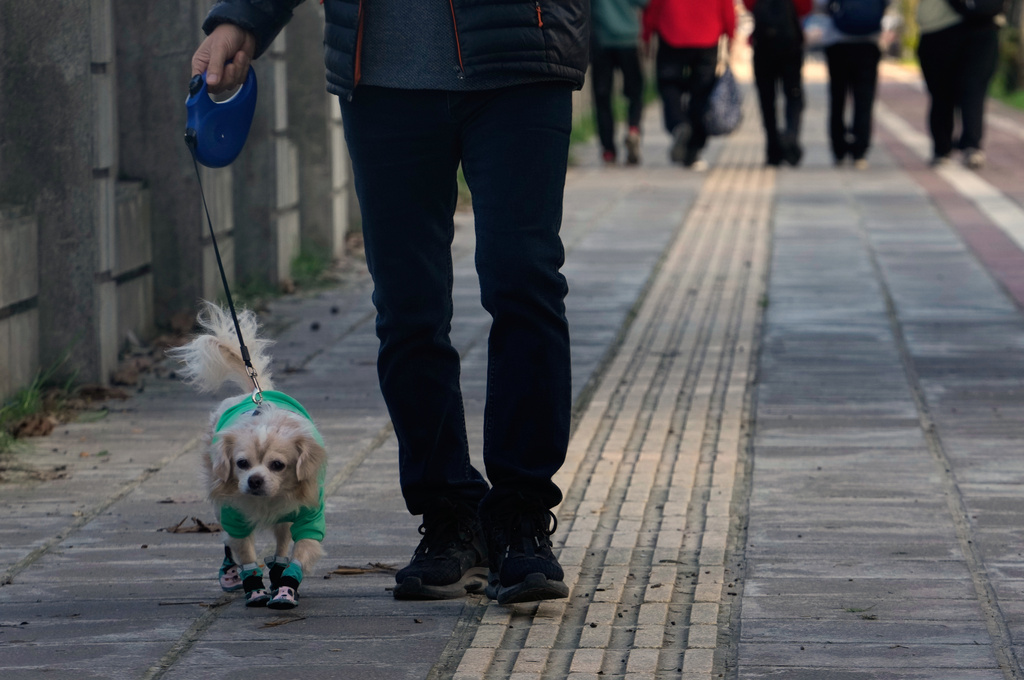 A man walks his dog at a sidewalk in the port city of Bandar Anzali, Iran, Sunday, Dec. 21, 2025. (AP Photo/Vahid Salemi)