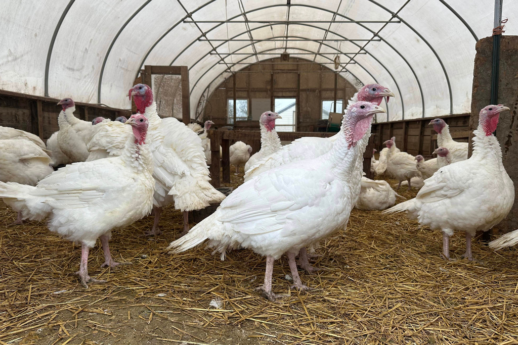 Turkeys are seen on a farm Thursday, Nov. 20, 2025, in Sylvan Township, Mich. (AP Photo/Mike Householder)