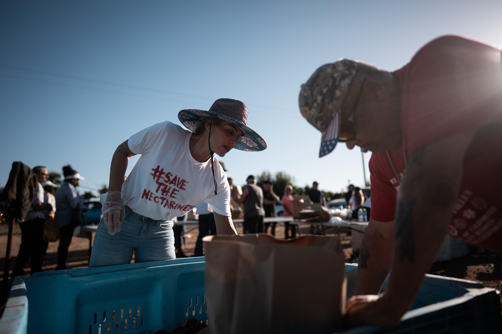 Cesar Mora's wife, Juliana, helps bag nectarines during a free giveaway at Mora's orchard in Reedley, Calif., Wednesday, July 1, 2026. (AP Photo/Jae C. Hong)