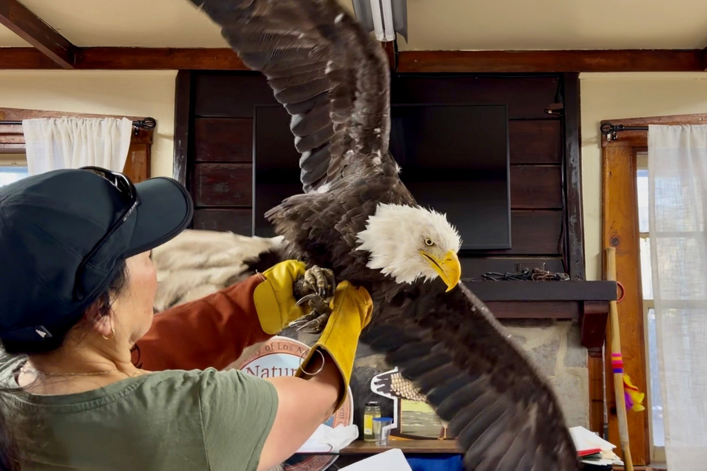 Jackie the bald eagle is examined on July 18, 2026, at the Los Angeles County Parks San Dimas Raptor Rescue Center in San Dimas, Calif. (Los Angeles County Parks San Dimas Raptor Rescue Center via AP)
