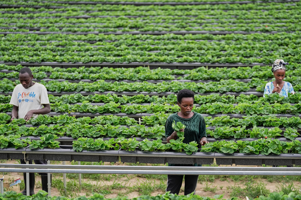 Farmers tend to vegetable seedlings at a farm in Muhanga, Rwanda, March 17, 2026. (AP Photo/Brian Inganga)