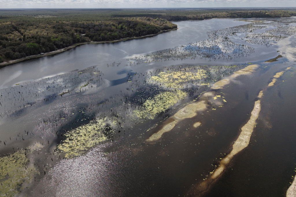 The remains of a wetland forest are revealed during a drawdown of the Rodman Reservoir on Wednesday, March 4, 2026, in Palatka, Fla. (AP Photo/Daniel Kozin)