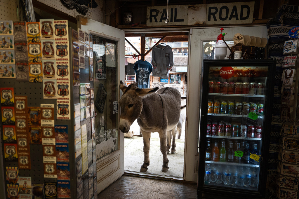 A burro peeks into a souvenir shop along Oatman Highway, historic Route 66, in Oatman, Ariz., Friday, Nov. 21, 2025. (AP Photo/Jae C. Hong)