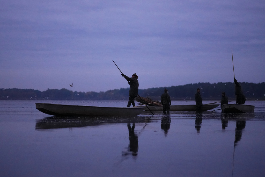 Fishermen take part in a traditional fish haul of the Rozmberk pond near the town of Trebon, Czech Republic, Friday, Oct. 17, 2025. (AP Photo/Petr David Josek)