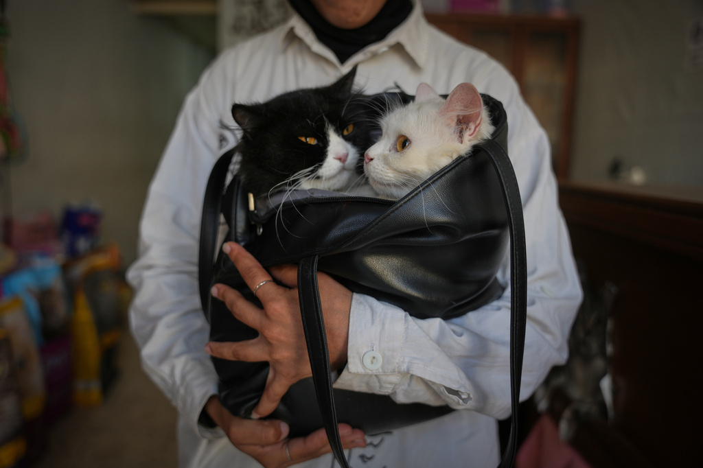 Sojoud Al-Harazeen, 19, carries her cats, Teresa, right, and Sasha, left, in a bag at a veterinary clinic in Gaza City, Saturday, June 6, 2026. (AP Photo/Abdel Kareem Hana)