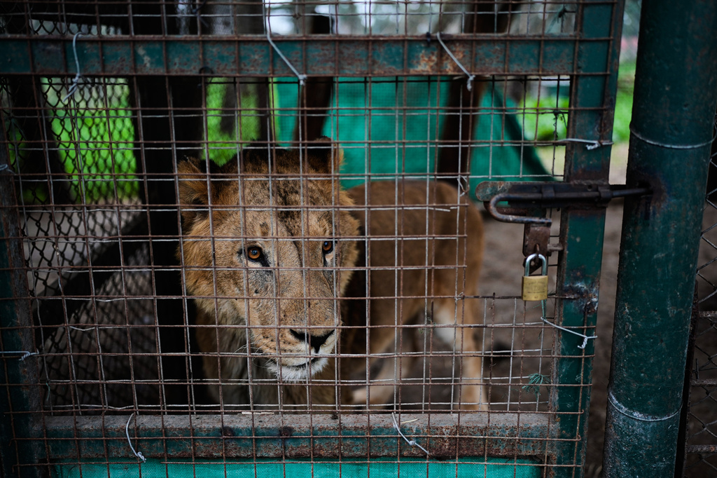 A lion looks out from a cage as members of the Four Paws animal welfare organization prepare to transfer it from the shuttered zoo to a sanctuary in the United States, in Lujan, Argentina, Friday, Aug. 14, 2026. (AP Photo/Natacha Pisarenko)