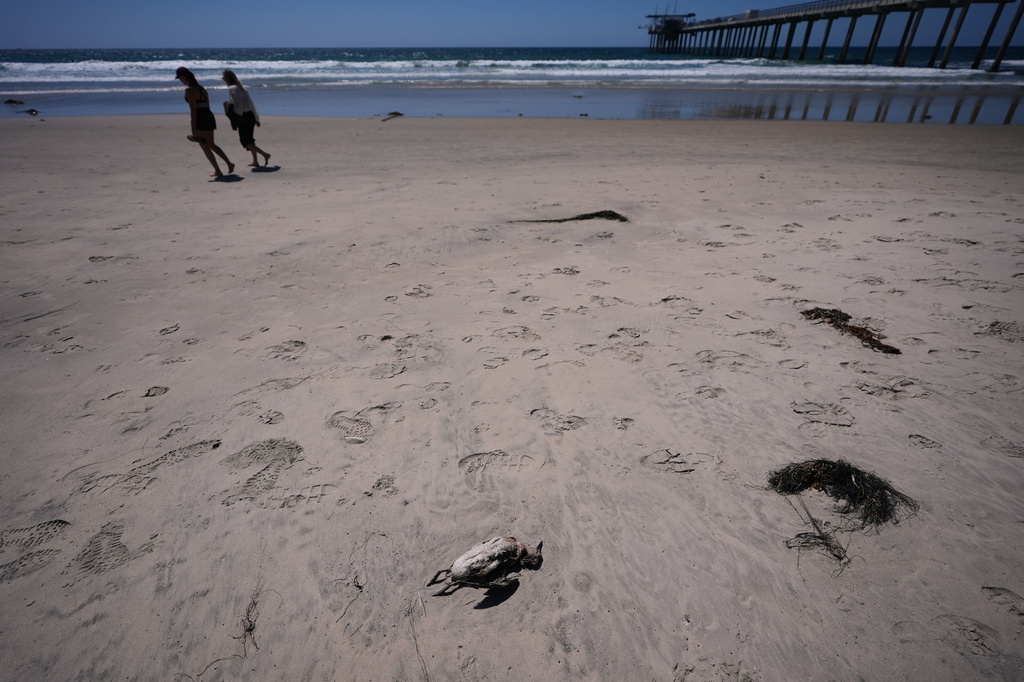 Beachgoers pass a dead common murre on a beach near Scripps Pier during a survey for dying seabirds Wednesday, May 6, 2026, in San Diego. (AP Photo/Gregory Bull)