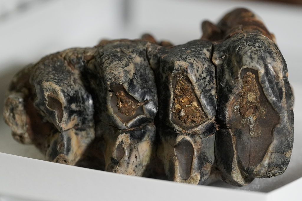 A fossilized tooth of a Pacific mastodon, left, is displayed during an interview in the Stanford Doerr School of Sustainability, Tuesday, Sept. 15, 2026, in Palo Alto, Calif. (AP Photo/Jeff Chiu)
