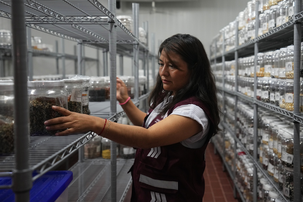 Biologist Clara Soto Cortés, head of the seed bank known as Toxinachcal, stands inside the refrigerated room where native seeds are kept, in the Xochimilco borough of Mexico City, Friday, Oct. 24, 2025. (AP Photo/Claudia Rosel)