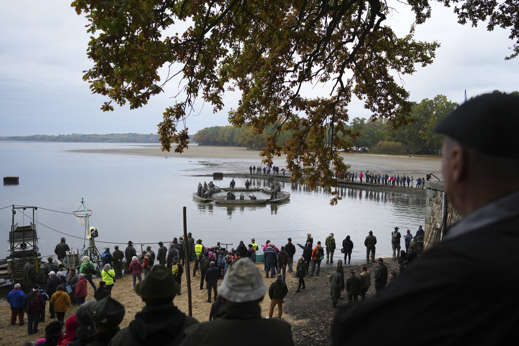 People observe as fishermen take part in a traditional fish haul of the Rozmberk pond near the town of Trebon, Czech Republic, Friday, Oct. 17, 2025. (AP Photo/Petr David Josek)