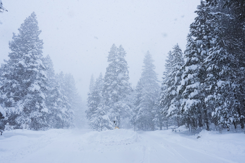 Pine trees are covered in snow during a storm on Tuesday, Feb. 17, 2026 in Truckee Calif. (AP Photos/Brooke Hess-Homeier)
