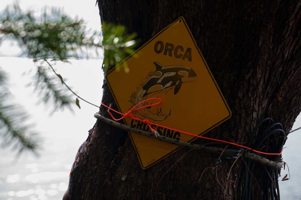 An "Orca Crossing" sign is posted on San Juan Island, Wash., Friday, Oct. 10, 2025. (AP Photo/Annika Hammerschlag)