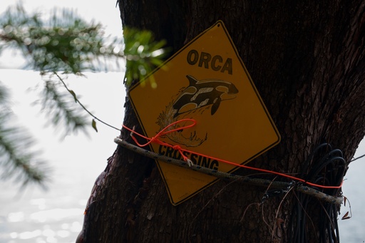 An "Orca Crossing" sign is posted on San Juan Island, Wash., Friday, Oct. 10, 2025. (AP Photo/Annika Hammerschlag) An "Orca Crossing" sign is posted on San Juan Island, Wash., Friday, Oct. 10, 2025. (AP Photo/Annika Hammerschlag)