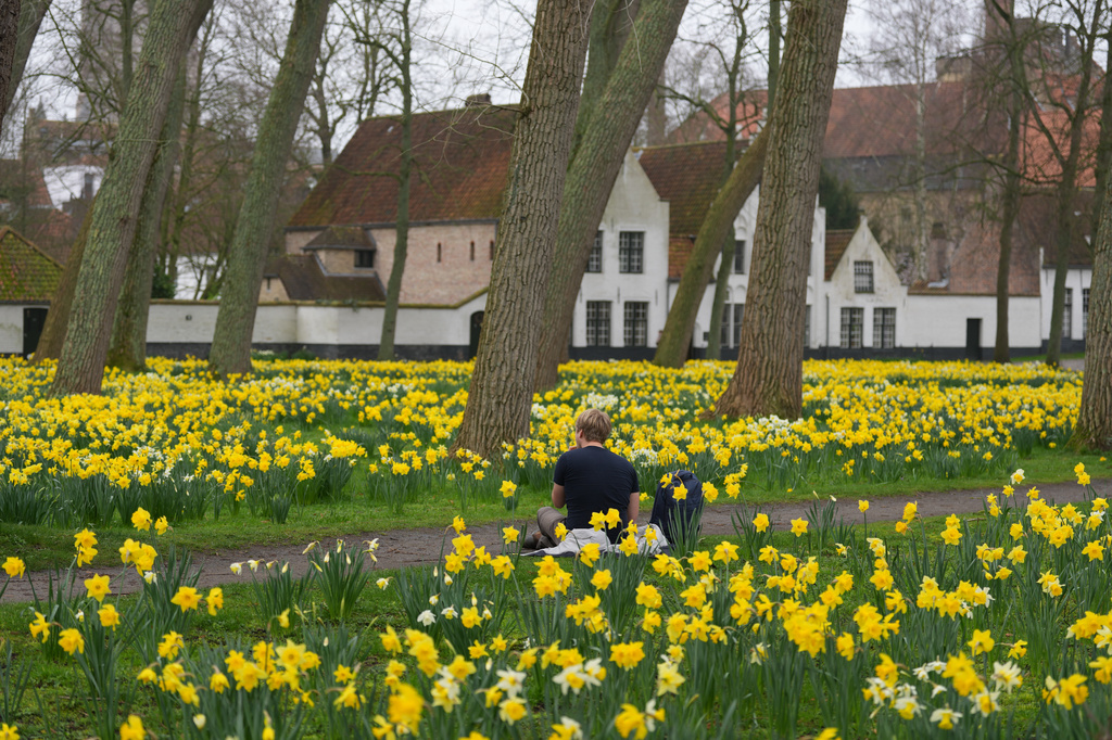 A visitor sits among the daffodils in the courtyard of the Beguinage Ten Wijngaerde of Bruges, Belgium, Tuesday March 10, 2026. (AP Photo/Virginia Mayo)