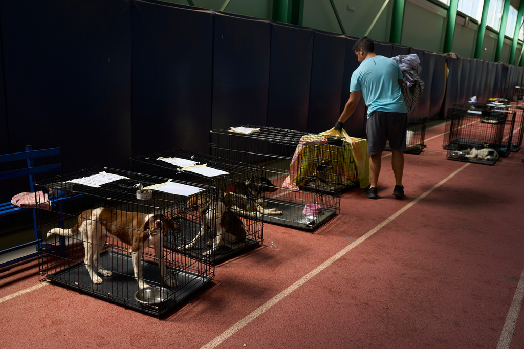 A volunteer tends to dogs rescued from recent wildfires at a temporary shelter inside a stadium in Megara, Greece, Wednesday, Aug. 5, 2026. (AP Photo/Petros Giannakouris)