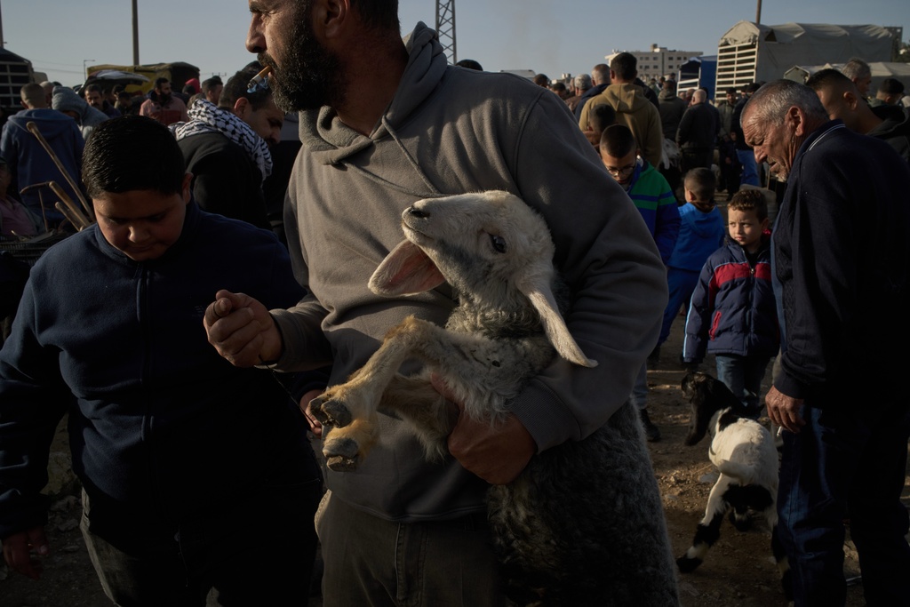 A Palestinian carries a baby sheep at a livestock market near Balata refugee camp on the outskirts of the West Bank city of Nablus, Thursday, Feb. 12, 2026. (AP Photo/Leo Correa)