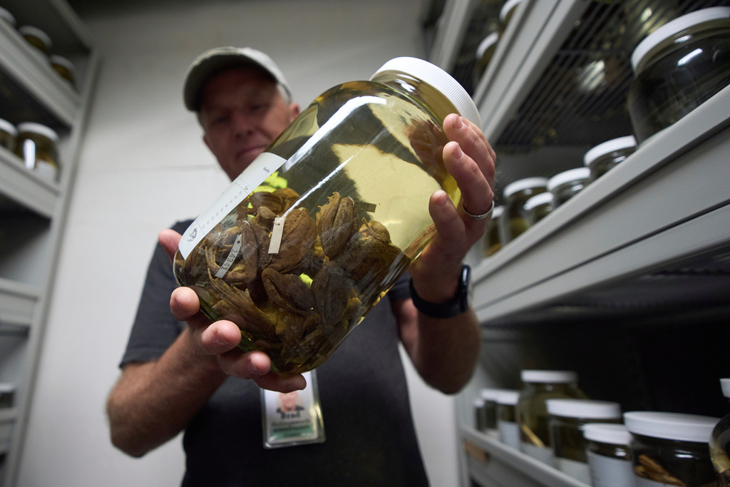 Herpetologist Brad Hollingsworth holds a container of red-legged frogs, part of the collection at the San Diego Museum of Natural History, Wednesday, Aug. 13, 2025, in San Diego. Hollingsworth uses data from the collection in a cross-border effort to bring back the species to Southern California by transplanting eggs from Baja California, Mexico. (AP Photo/Gregory Bull)