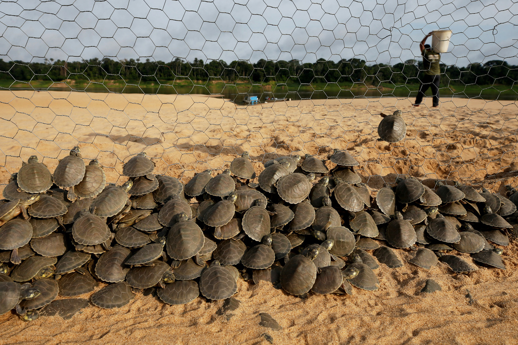 Turtle hatchlings (podocnemis expansa) wait to be released at the Abufari Biological Reserve, in Tapaua, Amazonas state, Brazil, Monday, Nov. 17, 2025. (AP Photo/Edmar Barros)