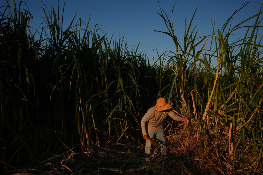 Farmworker Raul Cruz chops sugarcane in Niland, Calif., Thursday, Sept. 11, 2025. (AP Photo/Jae C. Hong)