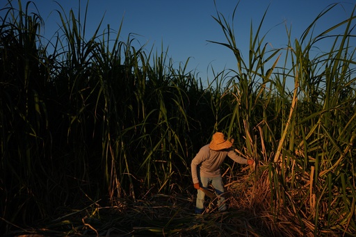 Farmworker Raul Cruz chops sugarcane in Niland, Calif., Thursday, Sept. 11, 2025. (AP Photo/Jae C. Hong) Farmworker Raul Cruz chops sugarcane in Niland, Calif., Thursday, Sept. 11, 2025. (AP Photo/Jae C. Hong)