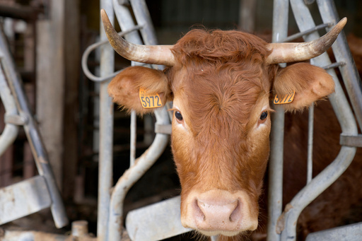 FILE - A cow looks out from a barn on a farm in Chemire-Le-Gaudin, western France, March 18, 2022. (AP Photo/Francois Mori, File) FILE - A cow looks out from a barn on a farm in Chemire-Le-Gaudin, western France, March 18, 2022. (AP Photo/Francois Mori, File)