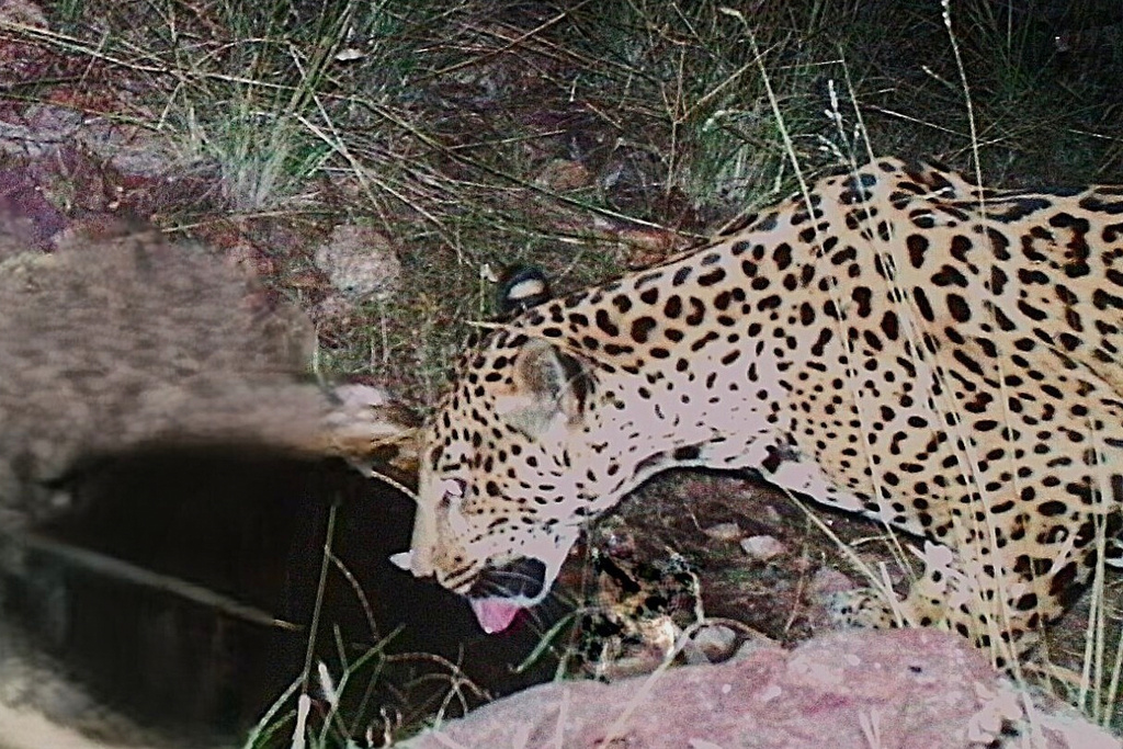 This photo, made with a remote camera and provided by the University of Arizona Wild Cat Research and Conservation Center, shows a spotted jaguar in southern Arizona, Nov. 2025. (University of Arizona Wild Cat Research and Conservation Center via AP)