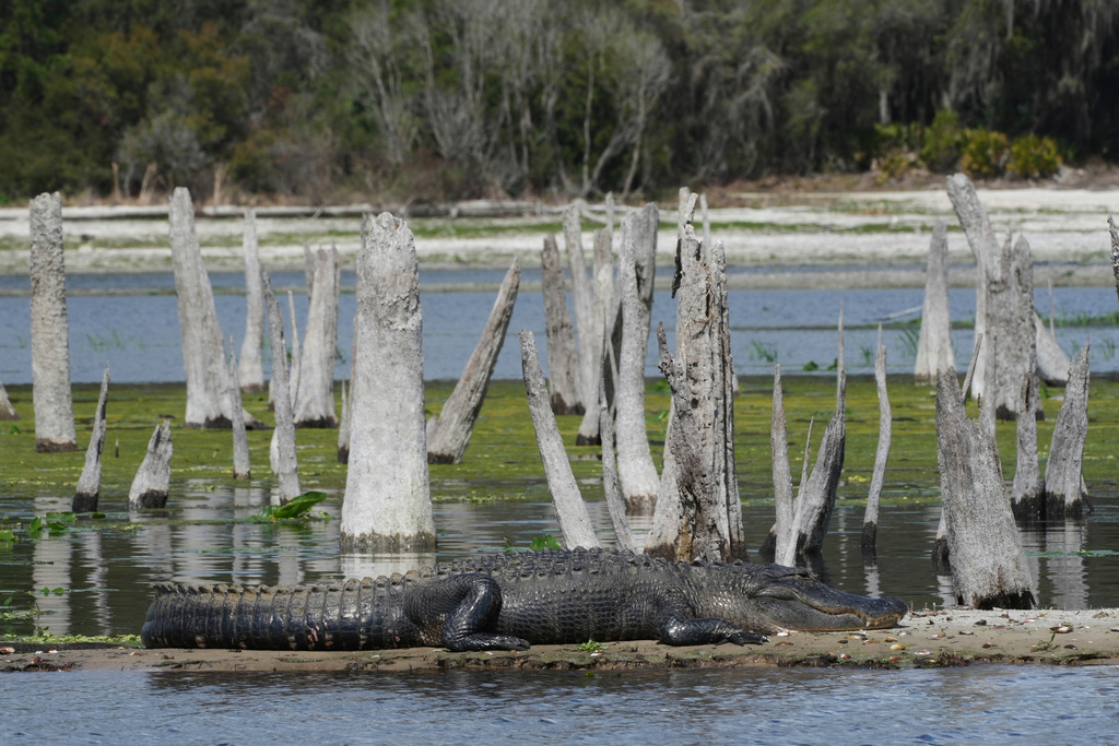 An American alligator rests on a narrow piece of land during a drawdown of the Rodman Reservoir on Wednesday, March 4, 2026, in Palatka, Fla. (AP Photo/Marta Lavandier)