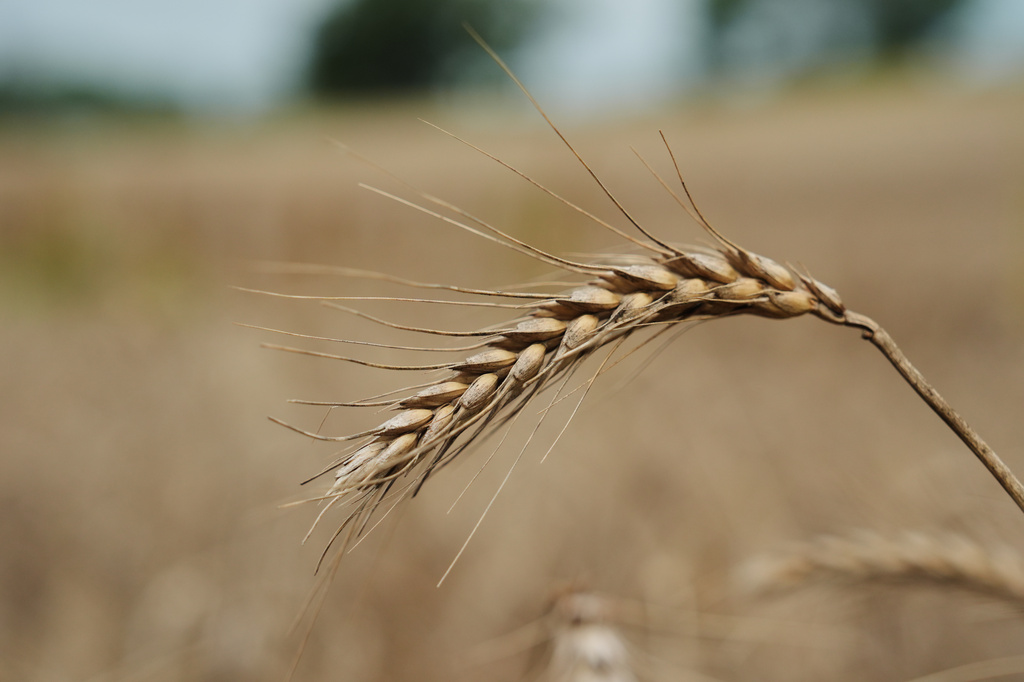 Unharvested wheat affected by extreme weather sits in a field Wednesday, July 29, 2026, in Beloit, Kan. (AP Photo/Joshua A. Bickel)