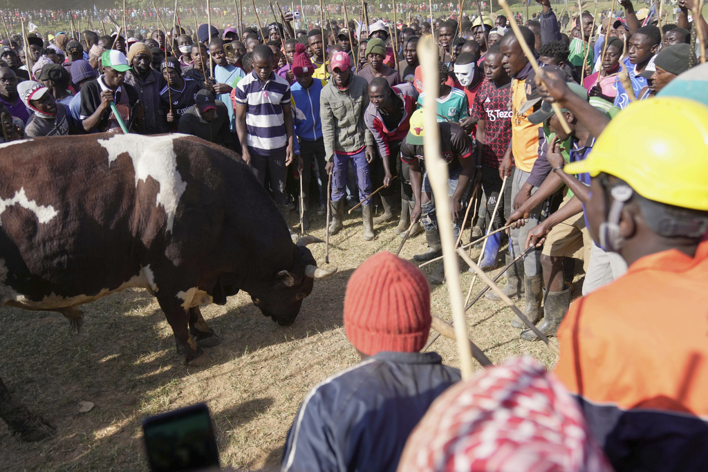 A crowd of spectators encircles a fighting bull at a bullfight in Kakamega, Kenya, Saturday, Nov. 29, 2025. (AP Photo/Brian Inganga)