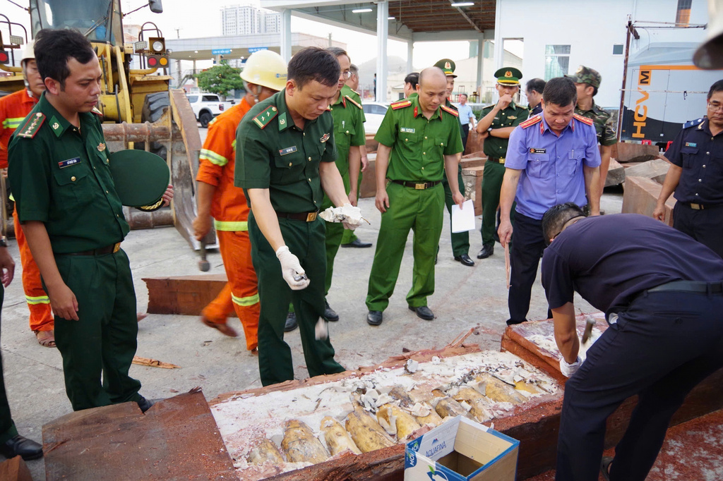Policemen inspect a log that was being used to conceal 1.2-tons of trafficked ivory at Quy Nhon port in Gia Lai province, Vietnam, Aug. 12, 2026. (Nguyen Sy Thang/VNA via AP)