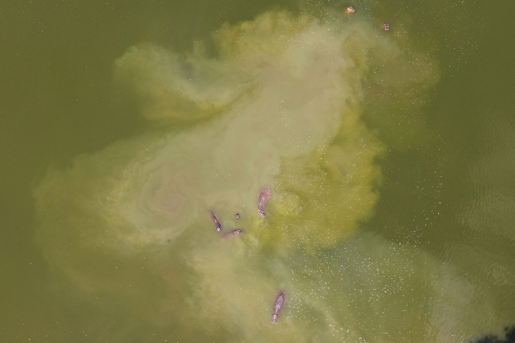 Hippos wallow at a lagoon at the Hacienda Napoles Park, once the private estate of the late drug kingpin Pablo Escobar, in Puerto Triunfo, Colombia, Wednesday, April 22, 2026. (AP Photo/Fernando Vergara)