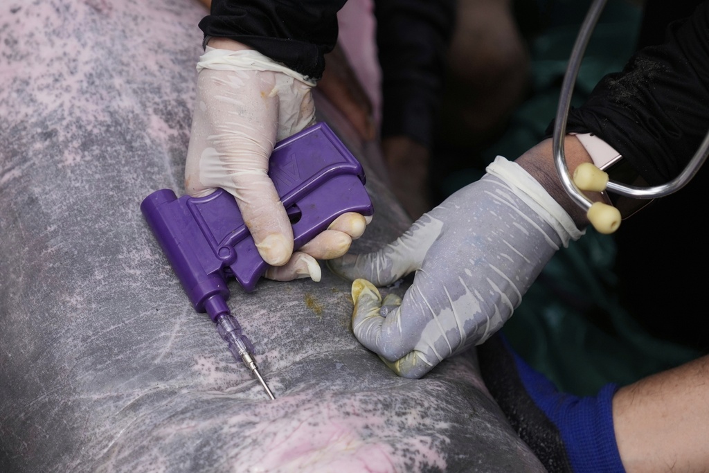 Veterinarian Maria Jimena Valderrama implants a microchip into a pink river dolphin after a health check in Puerto Narino, Colombia, Sunday, Sept. 7, 2025. (AP Photo/Fernando Vergara)