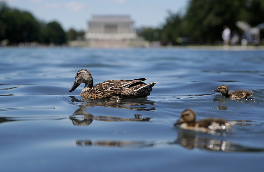 A duck and ducklings swim in the Lincoln Memorial Reflecting Pool, Wednesday, June 24, 2026, in Washington. (AP Photo/Rahmat Gul)